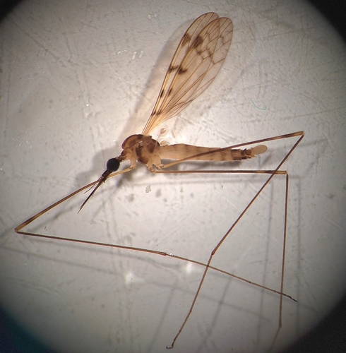 Geranomyia recondita