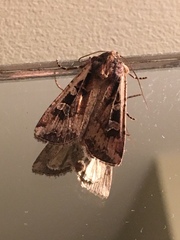 Eueretagrotis sigmoides