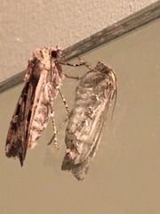 Eueretagrotis sigmoides