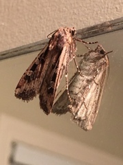 Eueretagrotis sigmoides