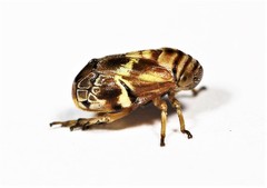 Clastoptera arborina