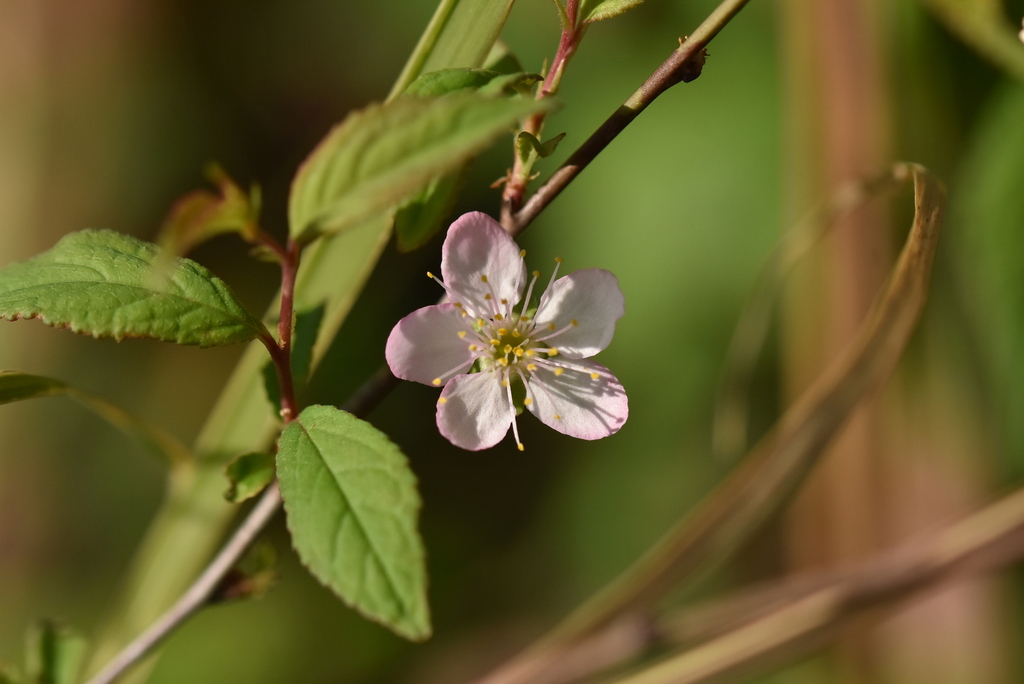 Prunus pogonostyla