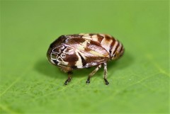 Clastoptera arborina