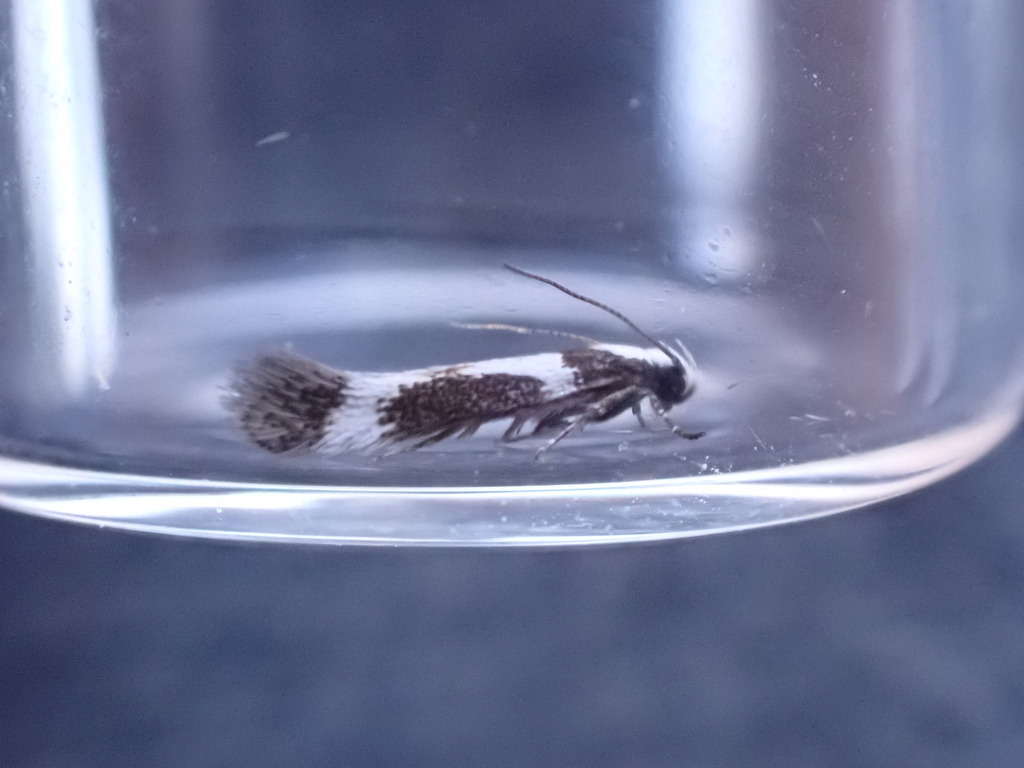 Agnippe separatella