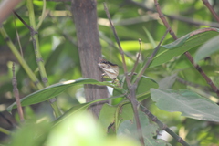 Polyura schreiber