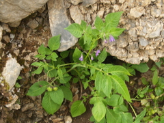 Solanum verrucosum