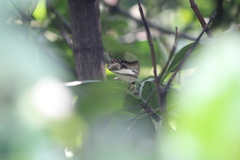 Polyura schreiber