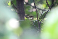 Polyura schreiber