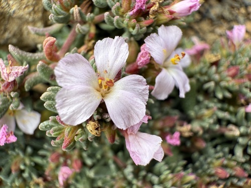 Frankenia capitata Webb & Berthel.