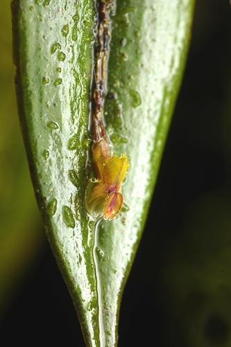 Image of Lepanthes mucronata by (c) Daniel Mesa, some rights reserved (CC BY)