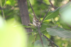 Polyura schreiber