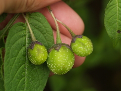 Solanum verrucosum