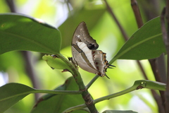 Polyura schreiber