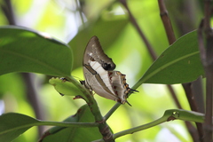 Polyura schreiber