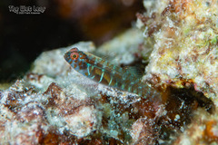 Dotted Dwarfgoby photo 2