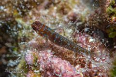 Dotted Dwarfgoby photo 5