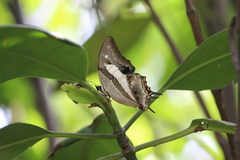 Polyura schreiber