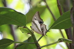 Polyura schreiber