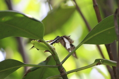Polyura schreiber