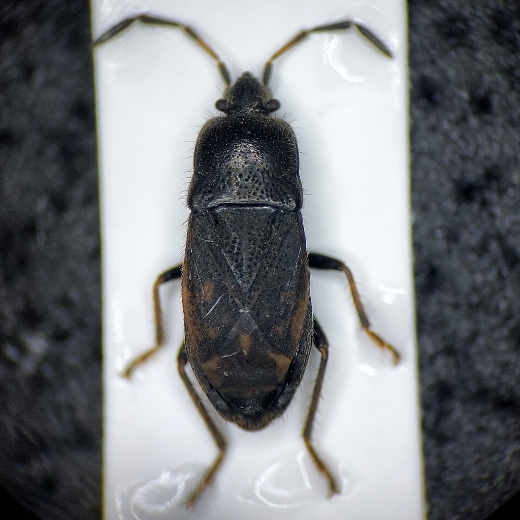 Megalonotus chiragrus