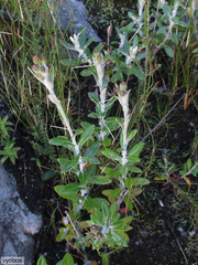 Oresbia heterocarpa