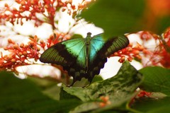 Papilio peranthus