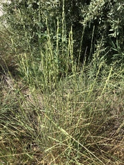 Thinopyrum obtusiflorum
