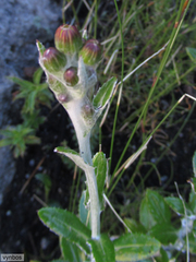 Oresbia heterocarpa