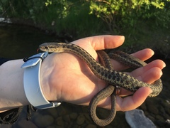 Thamnophis elegans vagrans