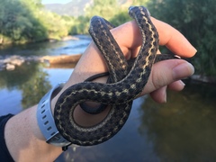Thamnophis elegans vagrans