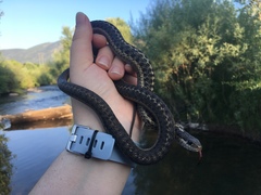 Thamnophis elegans vagrans