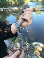 Thamnophis elegans vagrans