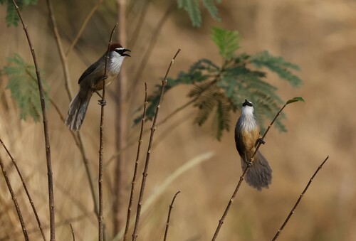 Chestnut-capped Babbler (Timalia pileata), photo 9