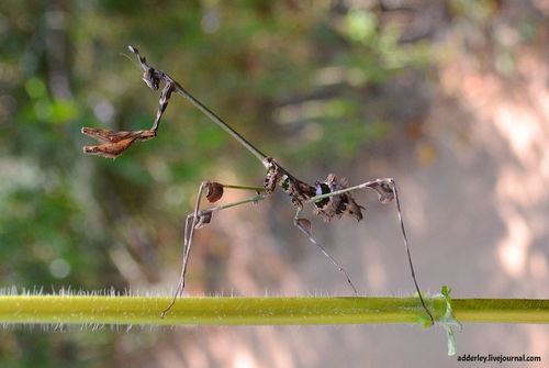 Chopardempusa neglecta