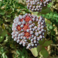 Hylotelephium anacampseros