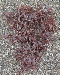 Microcladia borealis