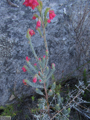 Erica glauca glauca