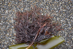 Microcladia borealis