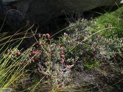 Erica glauca glauca