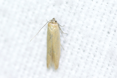Holcocera immaculella
