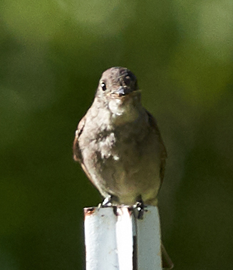 iNaturalist observation photo of Western Wood-Pewee
