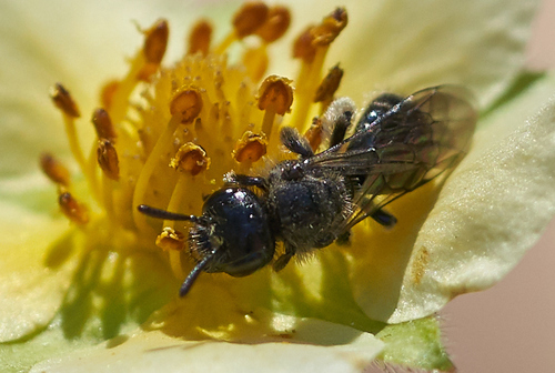 iNaturalist observation photo of Short-faced Bees