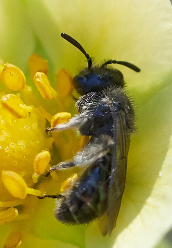 iNaturalist observation photo of Short-faced Bees