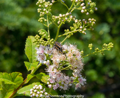 Brachyleptura brevis