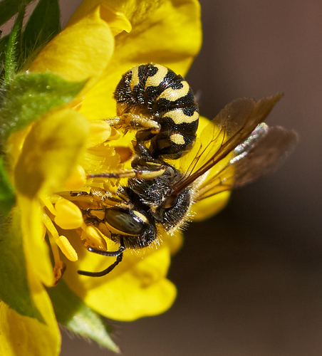iNaturalist observation photo of Dianthidium