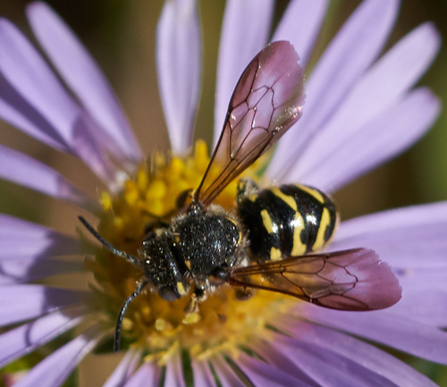 iNaturalist observation photo of Dianthidium