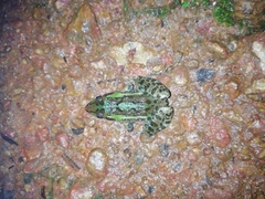 Hoplobatrachus tigerinus