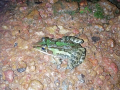 Hoplobatrachus tigerinus