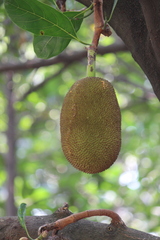 Artocarpus heterophyllus