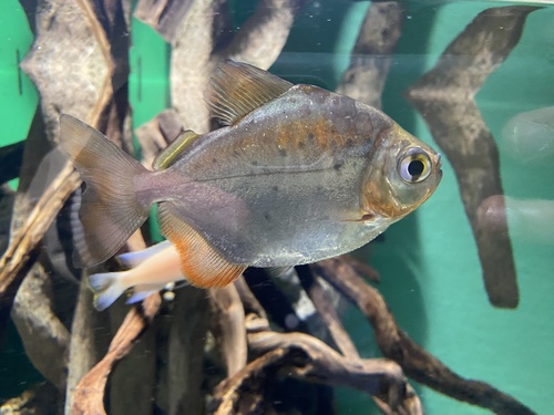 Spotted metynnis (Metynnis maculatus) — Serrasalmidae